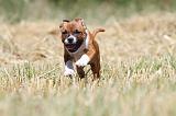 STAFFIE 116